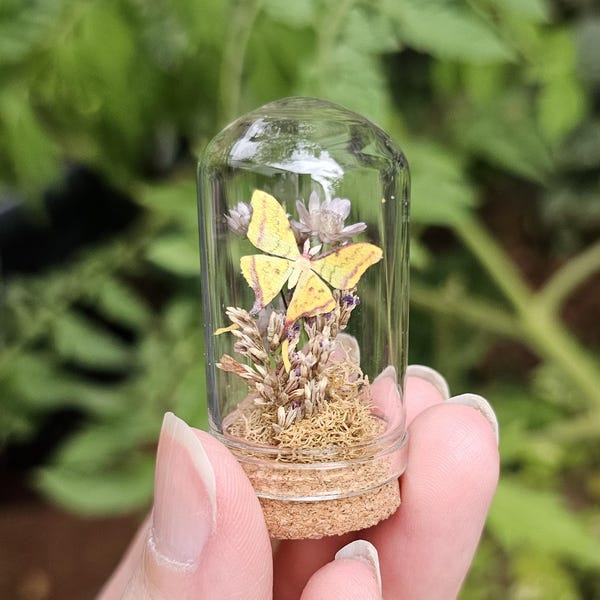 Tiny Comet Moth Replica: Dried Flowers in Glass Display Jar