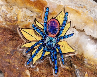 Acrylic Pin - Dolichothele diamantinensis Tarantula - Made with Recycled Materials - Arachnid Brazilian Dwarf Beauty Spider Blue
