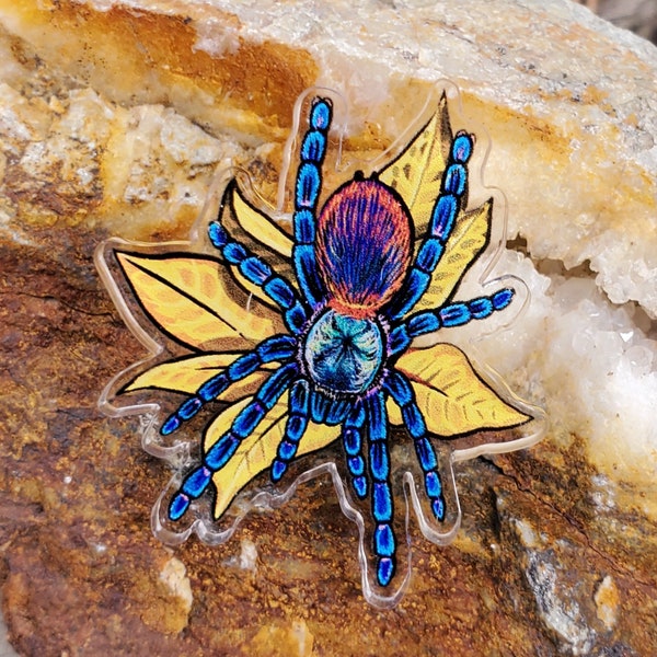 Acrylic Pin - Dolichothele diamantinensis Tarantula - Made with Recycled Materials - Arachnid Brazilian Dwarf Beauty Spider Blue