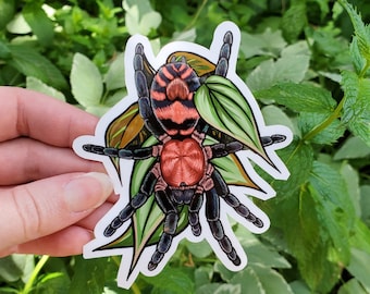 Davus pentaloris with Leaves Tarantula Sticker - 4 inch glossy sticker - Dwarf Tarantula Insect Bug Arachnid Art Drawing Tiger Rump