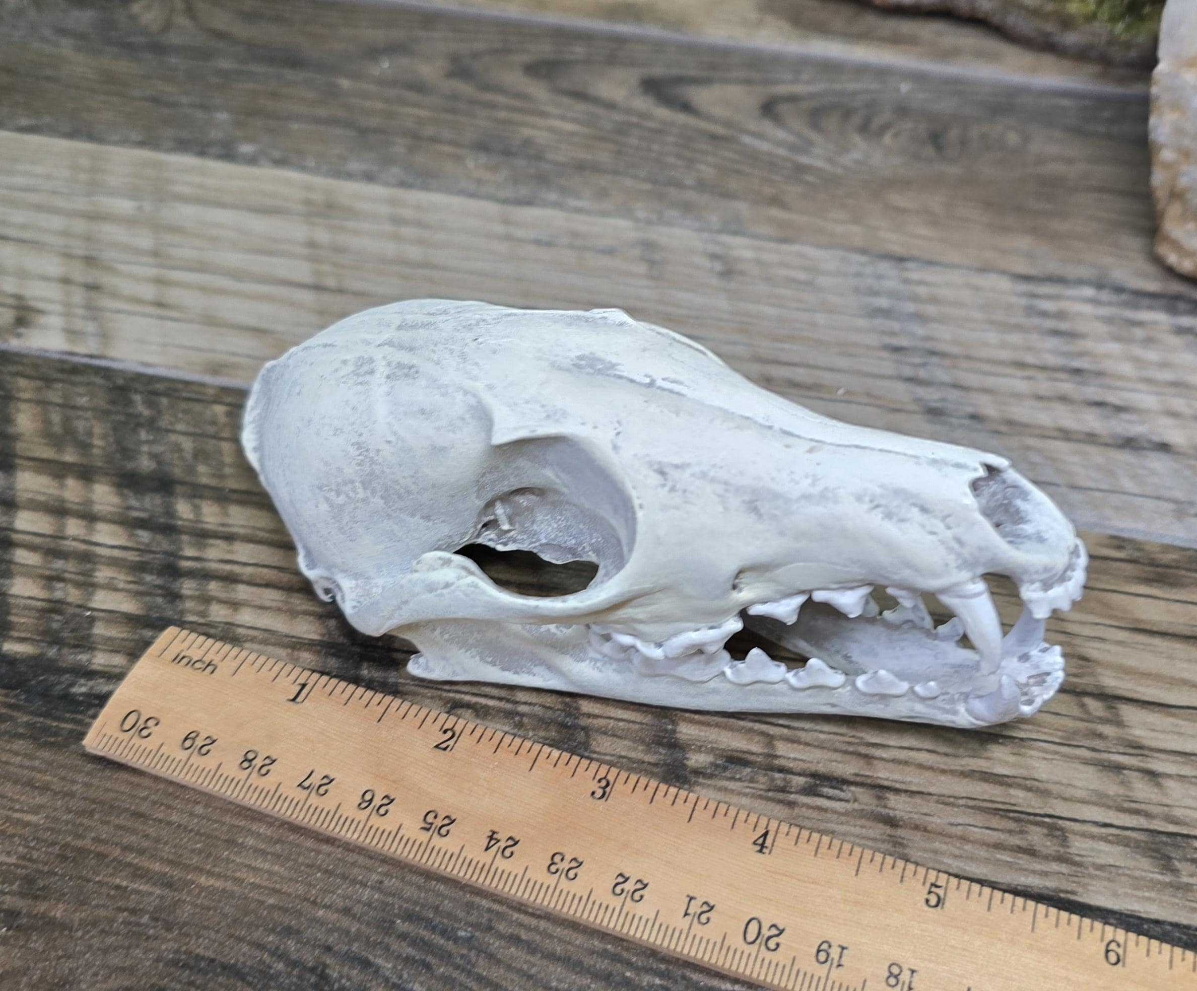 Hand Painted Resin Fox Skull Replica: Faux Taxidermy Goth Decor - Etsy