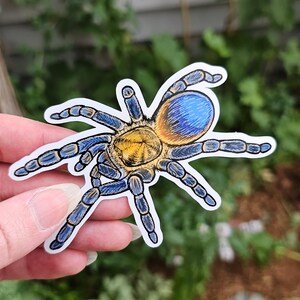 Pseudhapalopus sp Blue Yellow Dwarf Tarantula Sticker - 3.75 inch glossy sticker - Dwarf Tarantula Insect Bug Arachnid Art Colombian