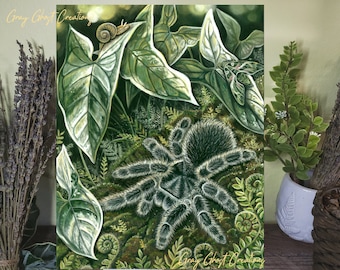 Limited Edition - Curly Hair Tarantula - 11x14 Fine Art Print - By Laura Airey Le - Tliltocatl albopilosus Hawk Moth Albo Arrowhead Plants