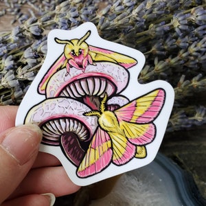 Rosey Maple Moth with Mushrooms Sticker - 2.5 inch glossy sticker - Moth Insect Bug Butterfly Rainbow Art Drawing Forest Pink