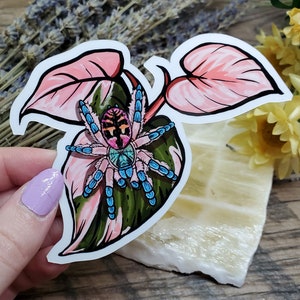 T. Seladonia on Pink Princess Philodendron Leaves Tarantula Sticker - 4 inch glossy waterproof sticker -  Spider Insect Bug Arachnid Brazil