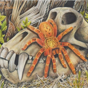 South African Baboons - Orange Baboon Tarantula and Baboon Skull - P. murinus -  Fine Art Print - By Laura Airey Le -