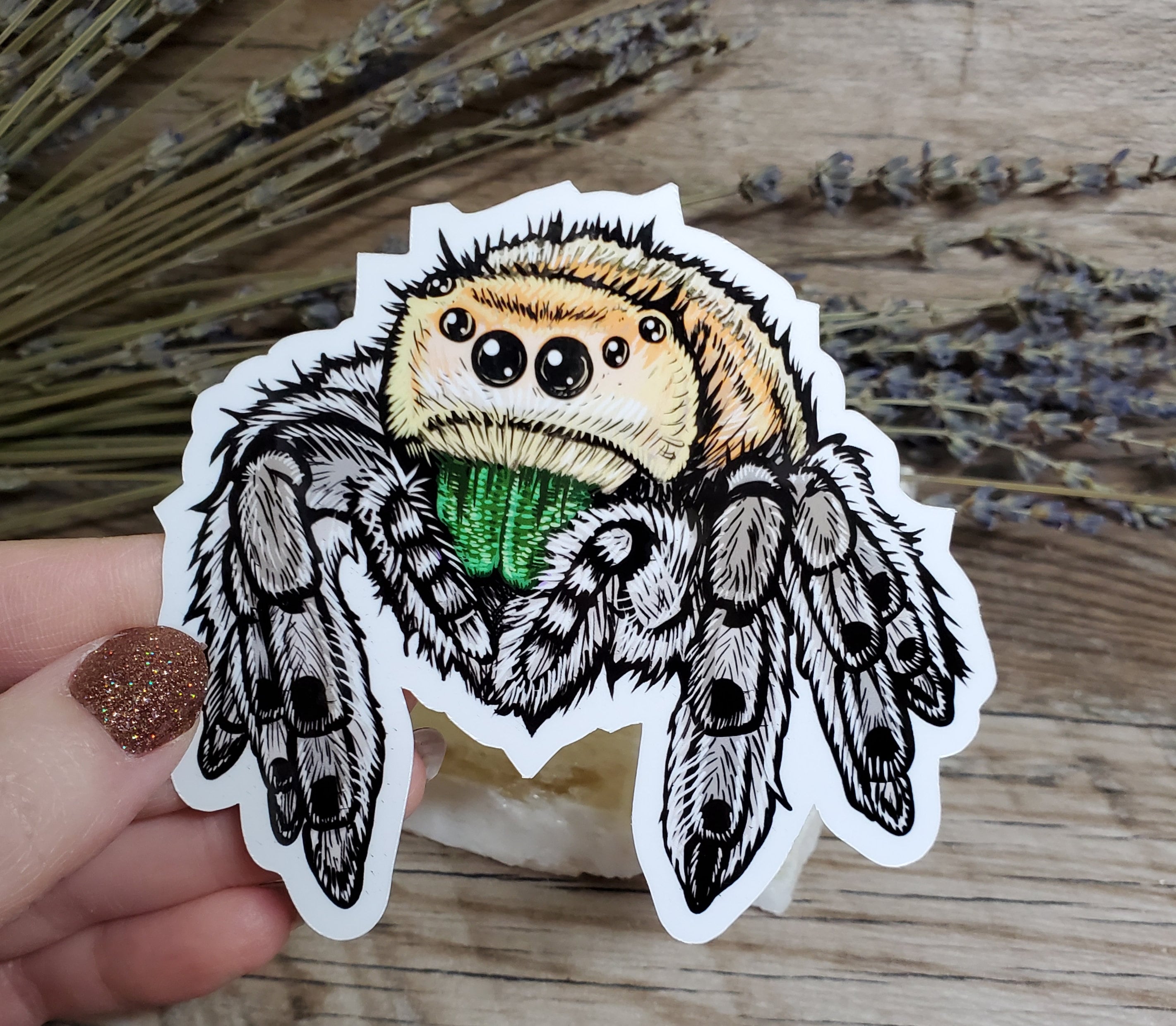 Adorable Bold Jumping Spider Sticker - 4 inch glossy sticker -  Tarantula Insect Bug Arachnid Art Drawing Waterbottle Decal