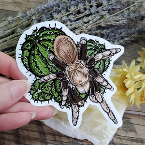 Aphonopelma chalcodes Arizona Blond Tarantula - 4 inch glossy sticker -  Art Drawing Spider Tarantula Spooky Arachnid Waterproof Cactus