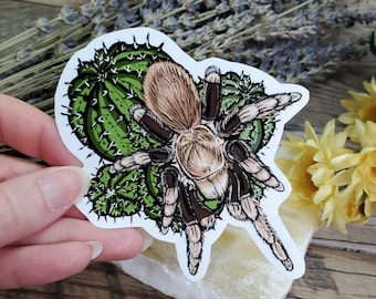 Aphonopelma chalcodes Arizona Blond Tarantula - 4 inch glossy sticker -  Art Drawing Spider Tarantula Spooky Arachnid Waterproof Cactus