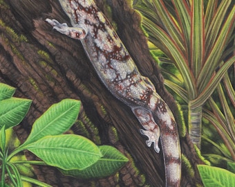 Velvet Gecko - Fine Art Print - By Laura Airey Le - Lizard Reptile Art Nature Rainforest Crested Gargoyle