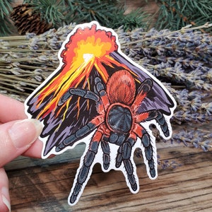 Lava Spider Davus sp Panama Tarantula Sticker - 4 inch glossy sticker -  Tarantula Insect Bug Arachnid Volcano Art Drawing