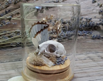 Hand Made - Replica Cat Skull and Real Quartz Crystals Dried Lavender Curiosity Jar - Faux Taxidermy Forest Floor Kitten Lion