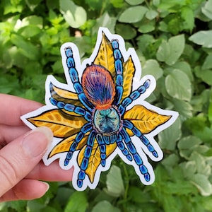 Dolichothele diamantinensis with Leaves Tarantula Sticker - 4 inch glossy sticker - Dwarf Tarantula Insect Bug Arachnid Art Drawing