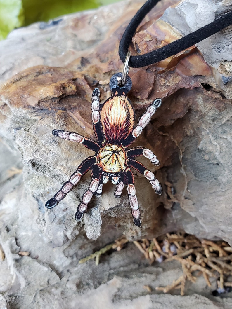 Arizona Blonde Tarantula Aphonopelma Chalcodes Wooden - Etsy