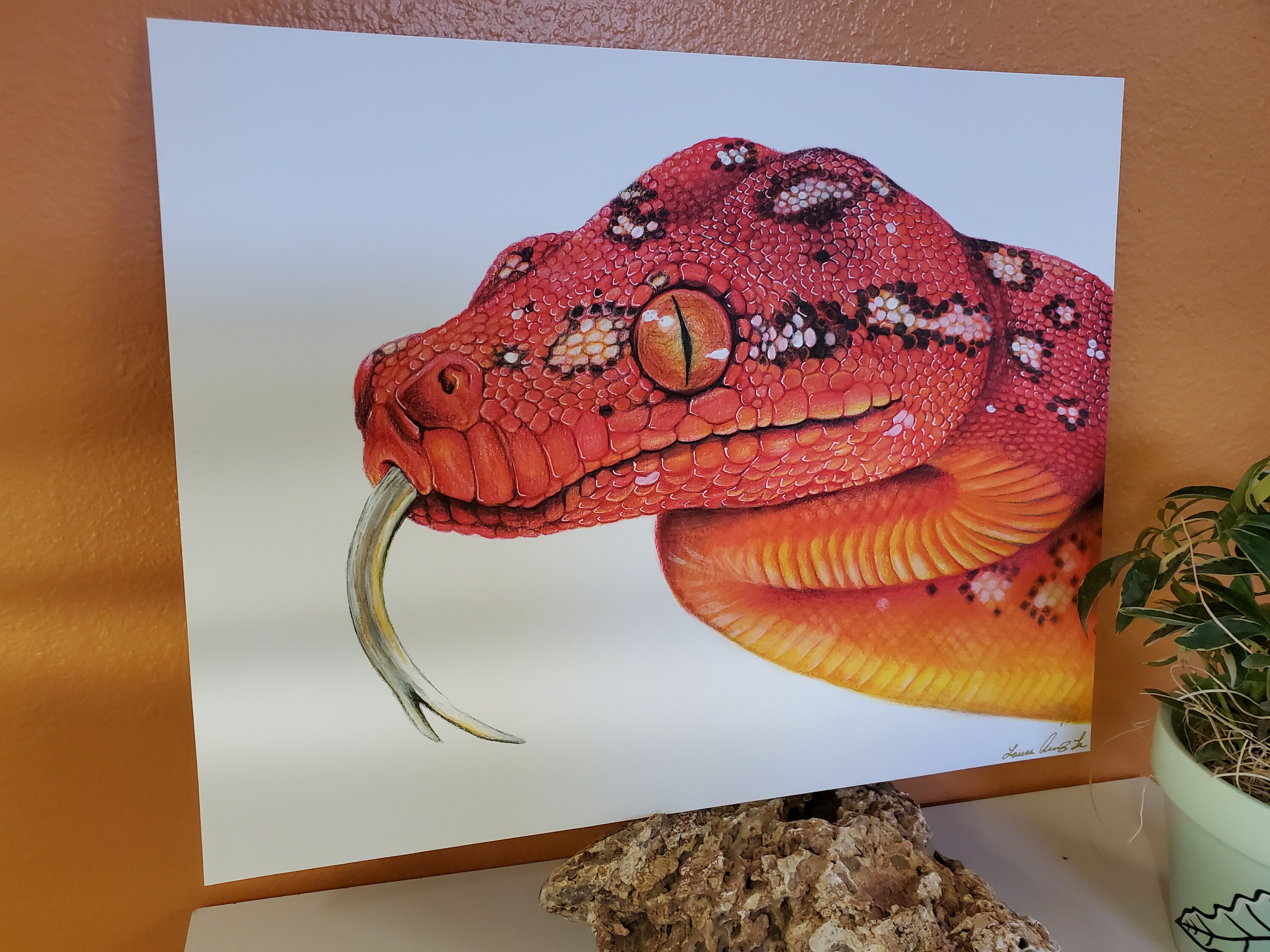 Limited Edition Baby Green Tree Python 11x14 Fine Art | Etsy