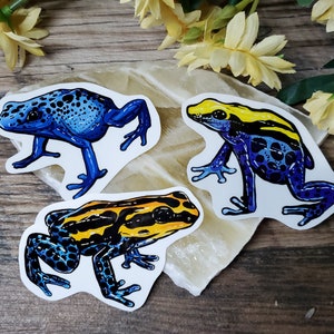 Dart Frog Sticker Pack  - 3 Glossy Waterproof stickers - Blue Yellow Orqnge Poison Dart Frogs - tinctorius azureus Cute Gift Idea