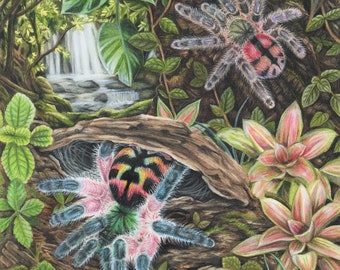 Brazilian Jewels - 5 x 7 Fine Art Print - Typhochlaena seladonia and Typhochlaena curumim Tarantulas in Beautiful Rainforest Habitat