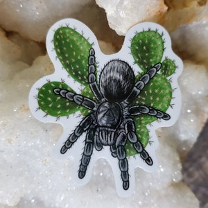 Grammastola Pulchra with Cactus Sticker - 2.5 inch glossy sticker -  Tarantula Brazilian Black Insect Bug Arachnid Rainbow Art Drawing