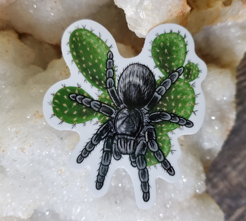 Grammastola Pulchra with Cactus Sticker - 2.5 inch glossy sticker -  Tarantula Brazilian Black Insect Bug Arachnid Rainbow Art Drawing 