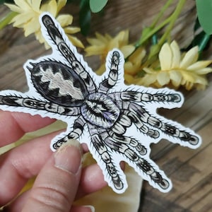 Ghost Ornamental Tarantula - 4 inch glossy sticker - Poecilotheria vittata -  Art Drawing Spider Tarantula Spooky Arachnid Waterproof