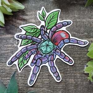 C. Versicolor with Leaves Tarantula Sticker - 3.5 inch glossy sticker - Versicolor Tarantula Insect Bug Arachnid Art Drawing Pink Toe