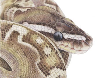 Bamboo Ball Python - Fine Art Print - By Laura Airey Le - Snake Reptile Animal Royal Morph