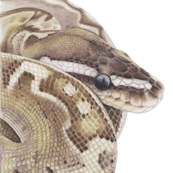 Bamboo Ball Python - Fine Art Print - By Laura Airey Le - Snake Reptile Animal Royal Morph