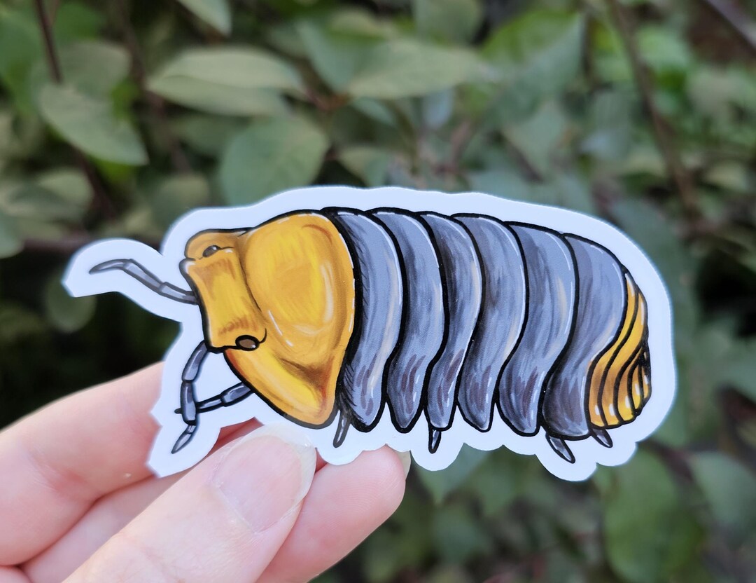 Cubaris Sp. Rubber Ducky Isopod - 3.5 Inch Glossy Sticker - Art Drawing ...