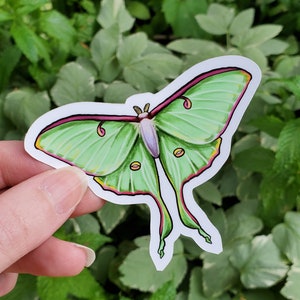 Luna Moth Waterproof Sticker - 3.25 inch glossy sticker - Moth Insect Bug Butterfly Rainbow Art Drawing Forest Green Moon Metaphystical