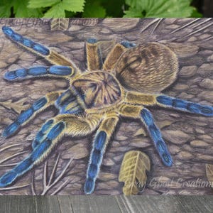 Golden Blue Leg Baboon Tarantula - Fine Art Print - By Laura Airey Le - H. pulchripes African Arachnid Bug Wildlife Spider Beautiful