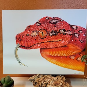 May include: A close-up drawing of a red and orange snake with a forked tongue. The snake's scales are detailed with black and white markings. The snake's eye is visible and has a yellow iris.