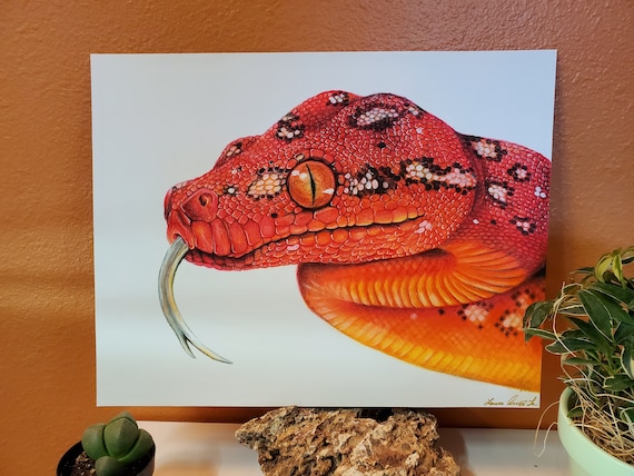 Limited Edition Baby Green Tree Python 11x14 Fine Art | Etsy