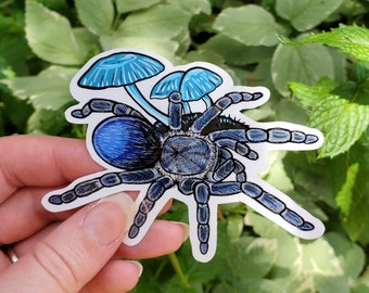 Pseudhapalopus sp Blue Dwarf with Mushrooms Tarantula Sticker - 4 inch glossy sticker - Dwarf Tarantula Insect Bug Arachnid Art Colombian