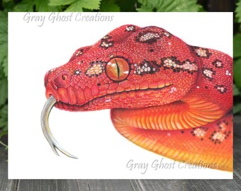 Baby Green Tree Python Art Print: Signed Reptile Portrait