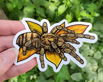 Neoholothele incei with Leaves Tarantula Sticker - 3.75 inch glossy sticker - Dwarf Tarantula Insect Bug Arachnid Art Drawing Olive Gold