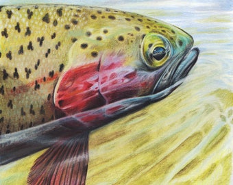 Rainbow River - Fine Art Print - By Laura Airey Le - Fish Fishing Trout Fly Mountains River Colorado Nature