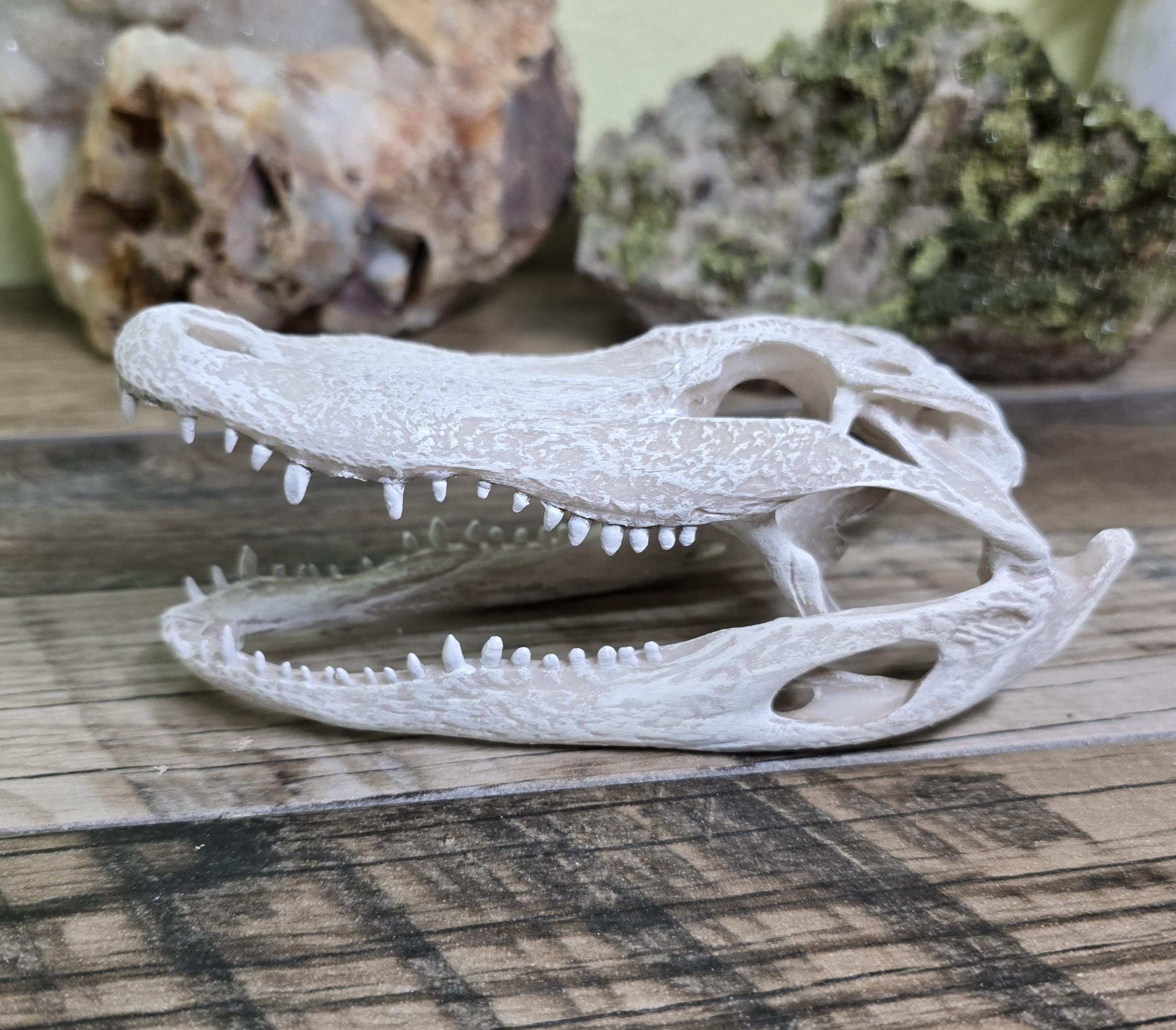 Hand Painted Resin Alligator Skull Replica - 6 Inch Faux Taxidermy