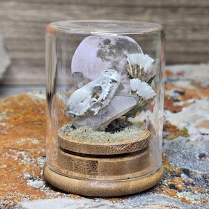May include: A glass cloche displays a small animal skull, a moon cutout, and dried white flowers. The skull rests on a clear crystal and a bed of green moss, all set on a wooden base. The cloche is on a textured surface.