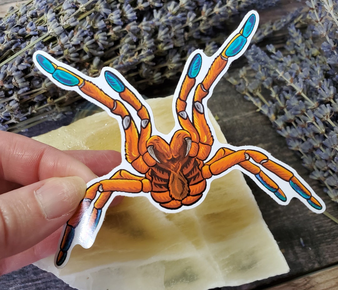 Grumpy Orange Baboon Tarantula Sticker - 4 Inch Glossy OBT Spider - Etsy