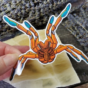 May include: Orange and blue spider sticker with a detailed illustration of a spider with fangs. The sticker is on a white background.