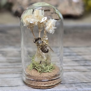 Op de afbeelding: Een glazen pot met een kurken deksel bevat een geconserveerde bij en witte gedroogde bloemen. De pot staat op een houten oppervlak.