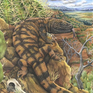 Gila Monster LIMITED EDITION 11x14 Print Colored Pencil Drawing Reptile Art Lizard Venom Venomus Road Runner Skull Desert Vulture image 2