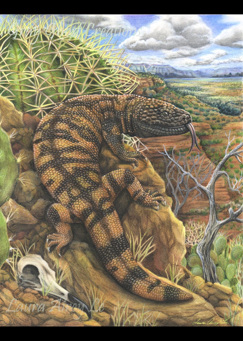 Gila Monster LIMITED EDITION 11x14 Print Colored Pencil Drawing Reptile Art Lizard Venom Venomus Road Runner Skull Desert Vulture image 2