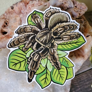 Tliltocatl albopilosus with Leaves Tarantula Sticker - 4 inch glossy sticker - Curly Hair Tarantula Insect Bug Arachnid Art Drawing