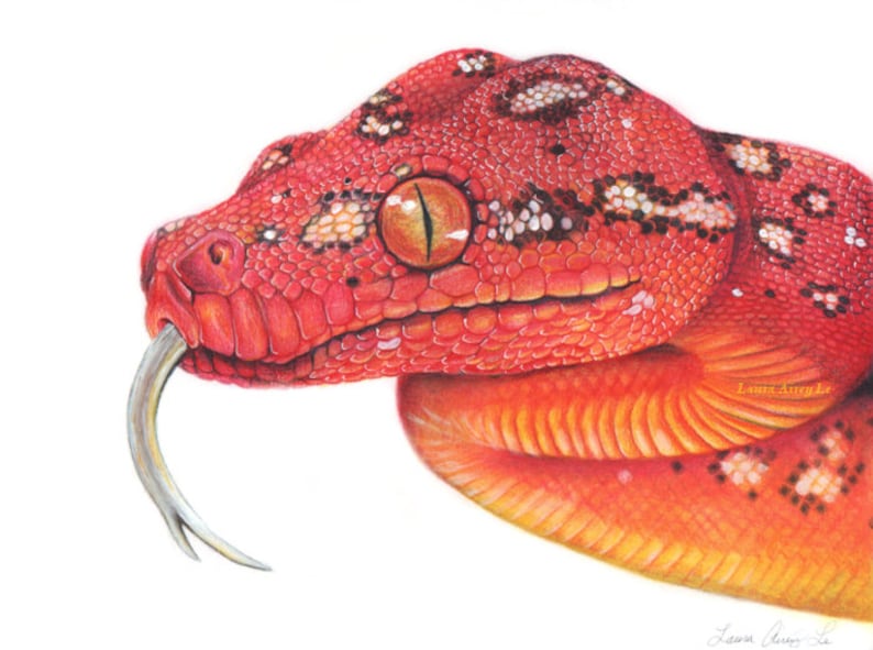 Baby Green Tree Python Print: Signed Limited Edition Reptile Art (11x14 ...