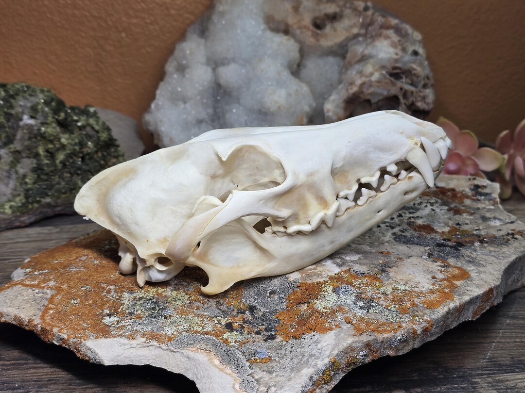 Real Coyote Skull - Nature Wildlife Recycled Curiosity Vulture Culture ...