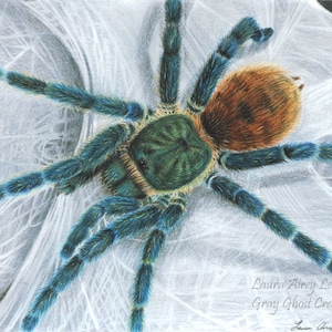 Green Bottle Blue Tarantula - Fine Art Print - By Laura Airey Le - Chromatopelma cyaneopubescens - Arachnid Spider Animal Web Webbing