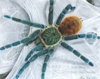 Green Bottle Blue Tarantula - Fine Art Print - By Laura Airey Le - Chromatopelma cyaneopubescens - Arachnid Spider Animal Web Webbing