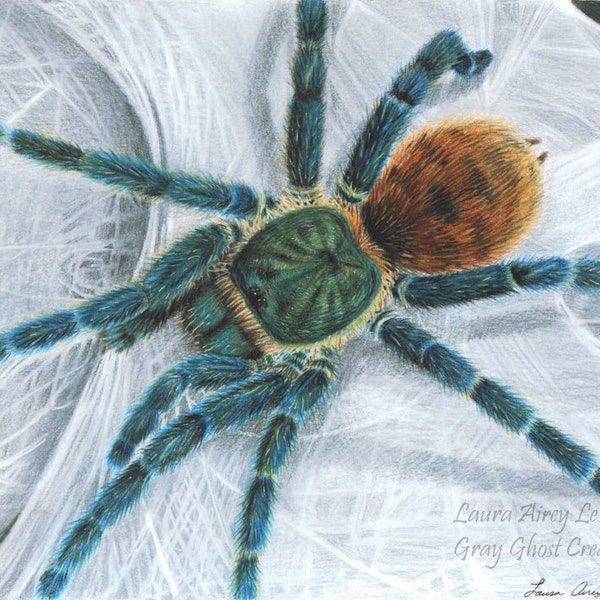 Impresión artística de tarántula azul botella verde: dibujo detallado de arácnido