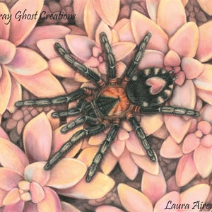 C. Elegans - Heart Butt Tarantula on beautiful Pink Succulents - Cyriocosmus elegans -  Fine Art Print - By Laura Airey Le - Valentines Day